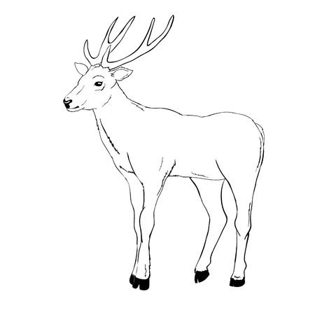 deer silhouette and sketch, vector, illustration, animals, set on white background, animals imageのイラスト素材