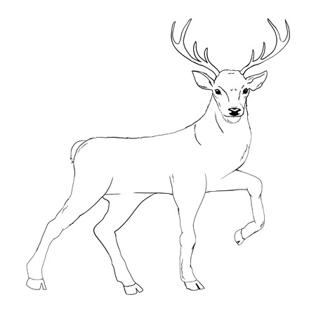 deer silhouette and sketch, vector, illustration, animals on white backgroundのイラスト素材