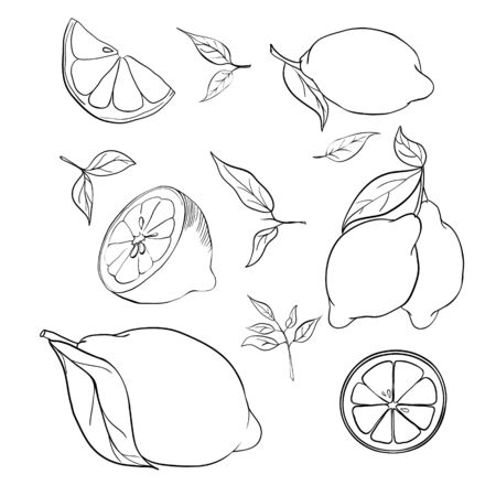 Hand drawn vector illustration - Collections of Lemons. Blossom plant with leavesのイラスト素材