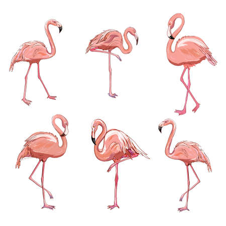 Vector set with four pink flamingos isolated on the white background. Flat design.のイラスト素材
