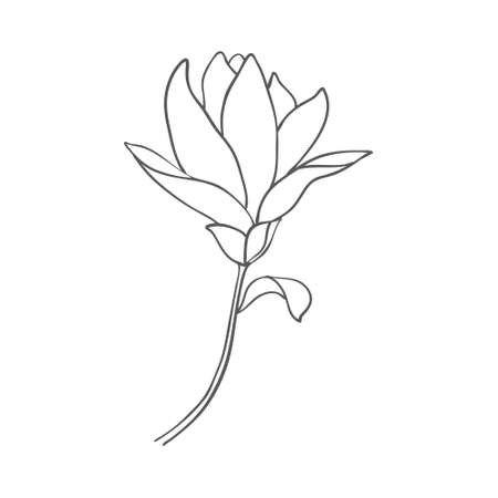 Sketch of graphic hand-drawn magnolia flower on a white background. Vector illustration.のイラスト素材