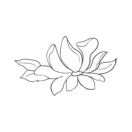 Sketch of graphic hand-drawn magnolia flower on a white background. Vector illustration.のイラスト素材