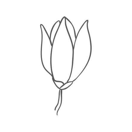 Sketch of graphic hand-drawn magnolia flower on a white background. Vector illustration.のイラスト素材