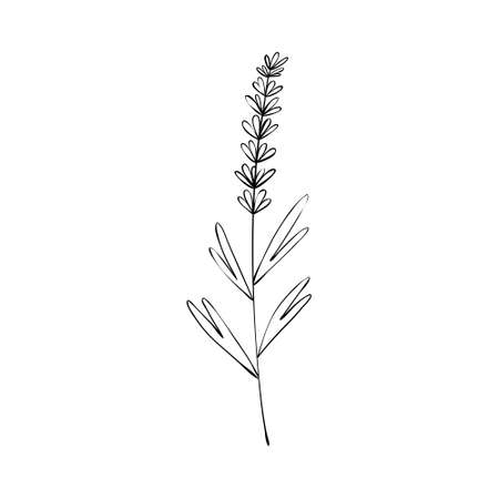 Sketch a leaf branch by hand on an isolated background. Vector, illustrationのイラスト素材