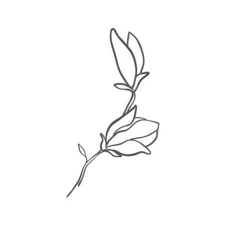Sketch of graphic hand-drawn magnolia flower on a white background. Vector illustration.のイラスト素材