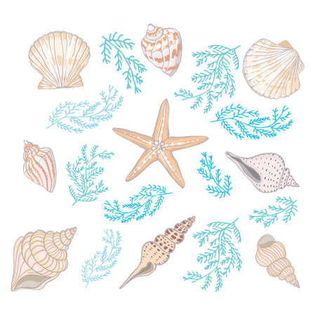 A set of different beautiful seashells on a white background. Realistic hand-drawn seashells. Vector, Illustration.のイラスト素材
