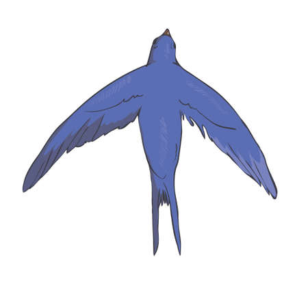 Simplified image of a flying swallow isolated on a white background. Vector, illustrationのイラスト素材
