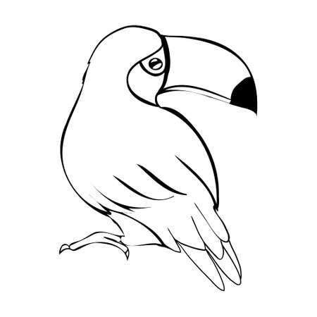 Sketch of the toucan bird. Black illustration on a white background. Vector, illustration.のイラスト素材