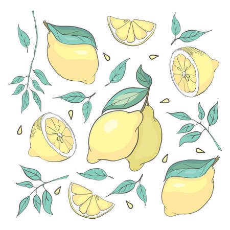 set of isolated sketched lemons and leaves for posters, logos, product packaging designのイラスト素材