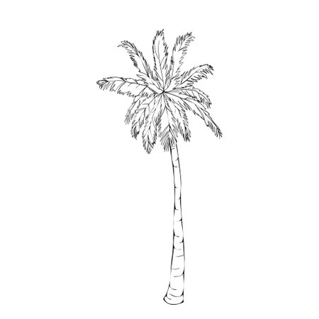 Coconut palm tree natural icon isolated on a white background, art logo designのイラスト素材
