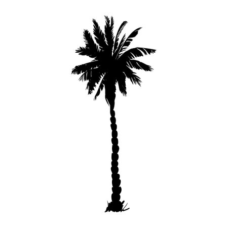 coconut palm silhouette, palm tree illustration, vector summer sign on a white backgroundのイラスト素材