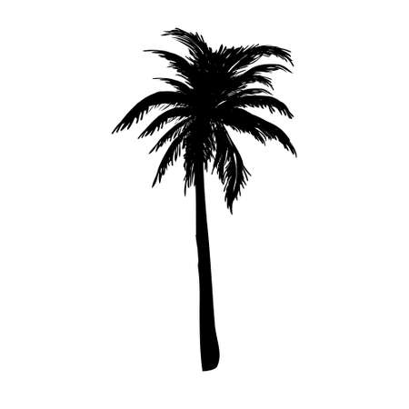 coconut palm silhouette, palm tree illustration, vector summer sign on a white backgroundのイラスト素材