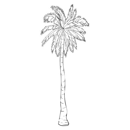 Coconut palm tree natural icon isolated on a white background, art logo designのイラスト素材