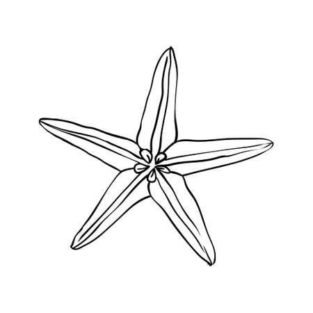 Vector illustration of a hand-drawn scribble from a seashell.のイラスト素材