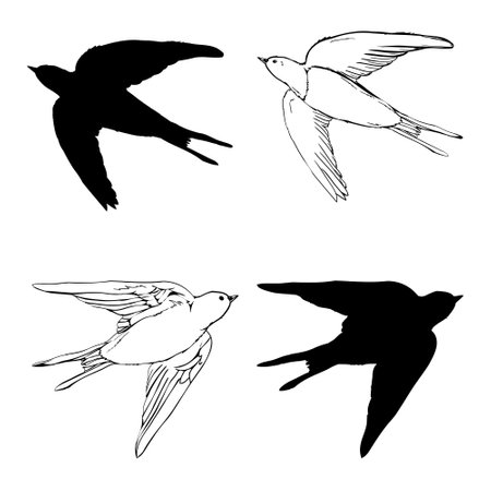 Swallow silhouette. Isolated swallow on white background. vector illustrationのイラスト素材