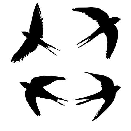 Swallow silhouette. Isolated swallow on white background. vector illustrationのイラスト素材