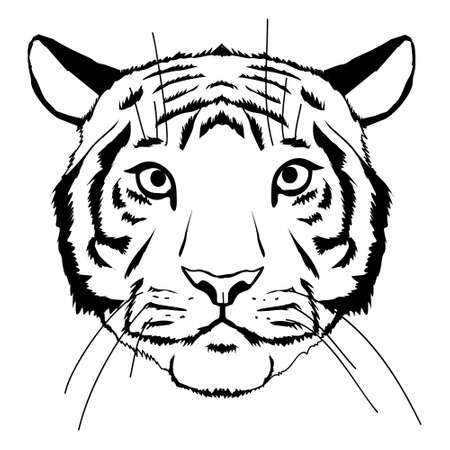 Tiger head. Cartoon front face of aggressive king of beasts, symbols of hunting trophy, vector illustration of majestic jungle animal isolated on white backgroundのイラスト素材