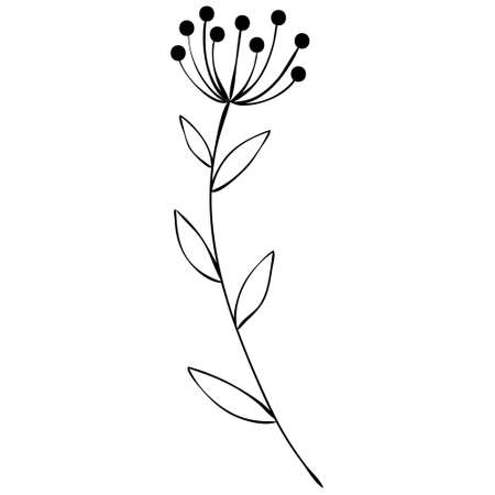 Sketch a leaf branch by hand on an isolated background. Vector, illustrationのイラスト素材