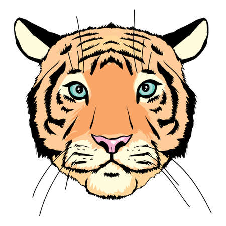 Tiger head. Cartoon front face of aggressive king of beasts, symbols of hunting trophy, vector illustration of majestic jungle animal isolated on white backgroundのイラスト素材