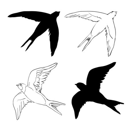 Swallow silhouette. Isolated swallow on white background. vector illustrationの写真素材