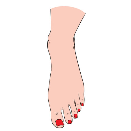 Beautiful female feet barefoot illustration. A design element for spa, manicure or cosmetics. Vector illustration of a contour.のイラスト素材