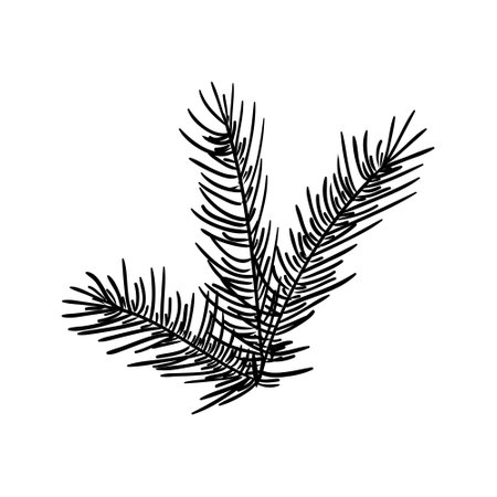 Hand drawn pine branches for creation of your own design for Christmas or New year. Vector, illustration.のイラスト素材