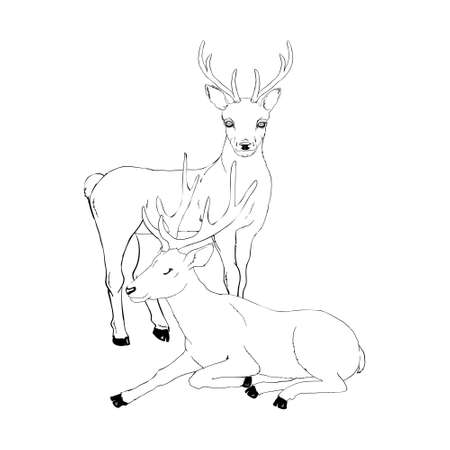 Beautiful noble deer are ruminant mammal in family. Side view. Vector monochrome freehand ink drawn background sketchy in art scribble style pen on paper with space for textのイラスト素材