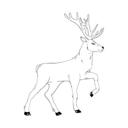 Beautiful noble deer are ruminant mammal in family. Side view. Vector monochrome freehand ink drawn background sketchy in art scribble style pen on paper with space for textのイラスト素材