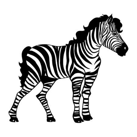 Closeup beautiful potrait Zebra looking at the camera isolated on white background, vector illustration for tattoo and printingのイラスト素材