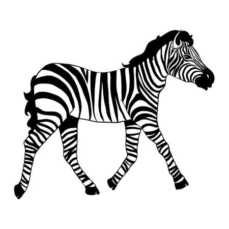 Closeup beautiful potrait Zebra looking at the camera isolated on white background, vector illustration for tattoo and printingのイラスト素材