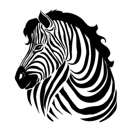 Closeup beautiful potrait Zebra looking at the camera isolated on white background, vector illustration for tattoo and printingのイラスト素材