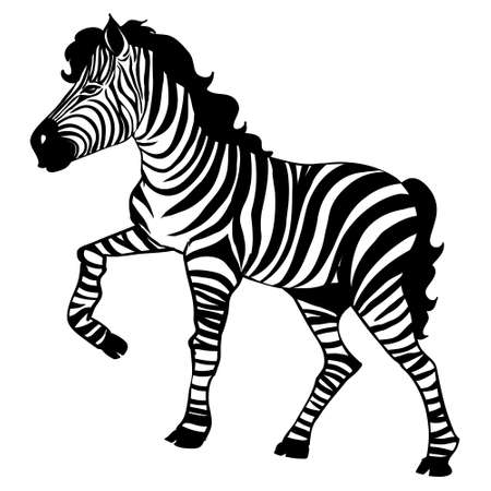 Closeup beautiful potrait Zebra looking at the camera isolated on white background, vector illustration for tattoo and printingのイラスト素材