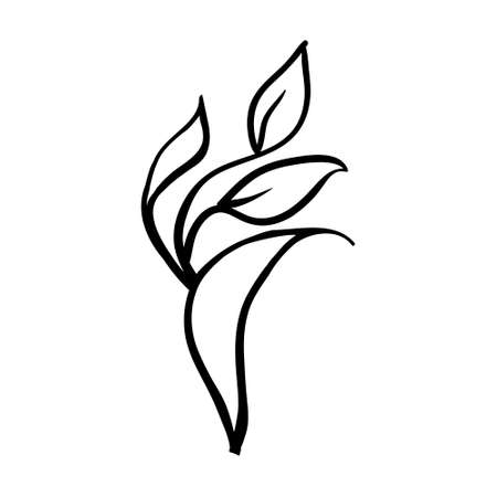 Sketch branch of leaves by hand on an isolated background. Vector, illustrationのイラスト素材