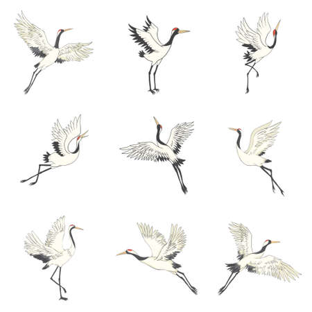 Set of white cranes in different positions, collection of hand drawn japanese birds flying, standing, dancing. Symbol of traditional asian art, isolated flat vector illustration on white background.のイラスト素材