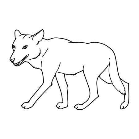 gray wolf. gray wolf. A predatory beast. Wild forest animal. Vector Engraved hand drawn Vintage old sketch for stamp, t-shirt or typography or badge.のイラスト素材