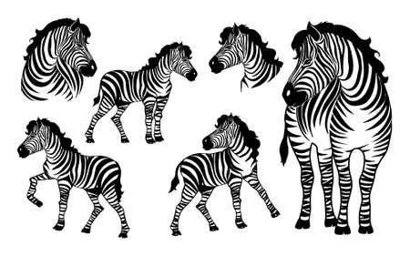 Graphical set of zebras isolated on white background,vector illustration for tattoo and printingのイラスト素材