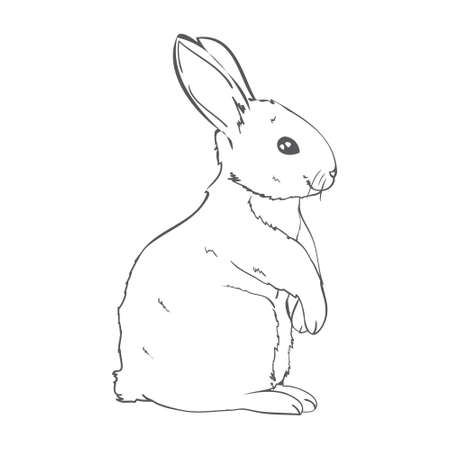sketch of a cute rabbit black and white, hand-drawn on a white background. vector illustrations.のイラスト素材