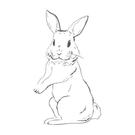 sketch of a cute rabbit black and white, hand-drawn on a white background. vector illustrations.のイラスト素材