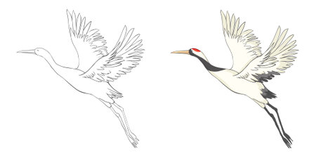 Set of white cranes in different, collection of hand drawn Japanese birds. Symbol of traditional Asian art, isolated flat vector illustration on white background.のイラスト素材