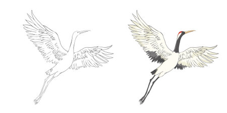 Set of white cranes in different, collection of hand drawn Japanese birds. Symbol of traditional Asian art, isolated flat vector illustration on white background.のイラスト素材
