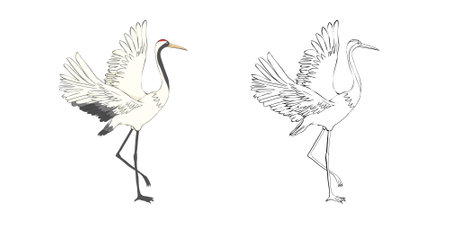 Set of white cranes in different, collection of hand drawn Japanese birds. Symbol of traditional Asian art, isolated flat vector illustration on white background.のイラスト素材