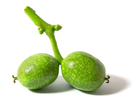 two young walnuts on white backgroundの写真素材