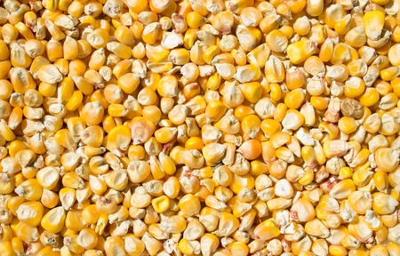 Corn beans background