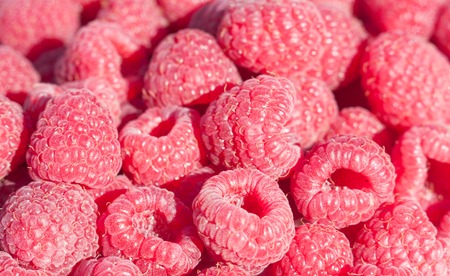 fresh raspberry as site backgroundの写真素材