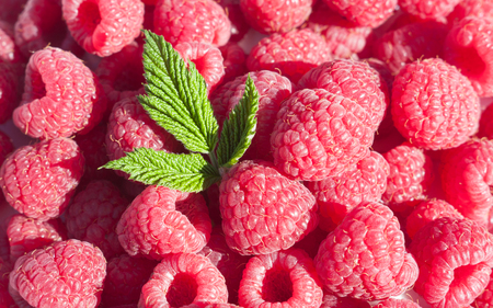 fresh raspberry as site background