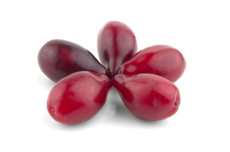 berries dogwood on a white backgroundの写真素材