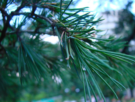 Background of green young coniferous twig.