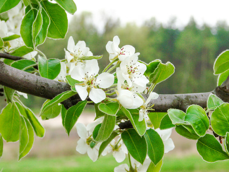 Blooming apple tree branch on the background of the garden.の写真素材