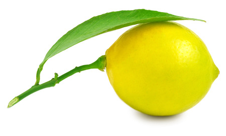 Fresh lemon isolated on white.Best quality studio photo.の写真素材