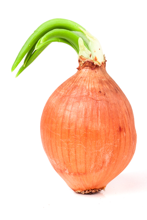 Sprouted spring onions isolated on white background.の写真素材